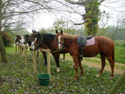 Ferme équestre de Mazerolles