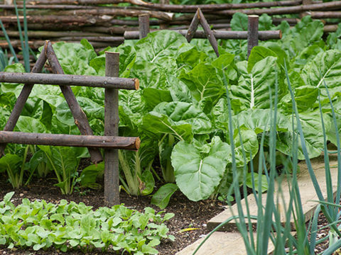 Jardin Dorsan