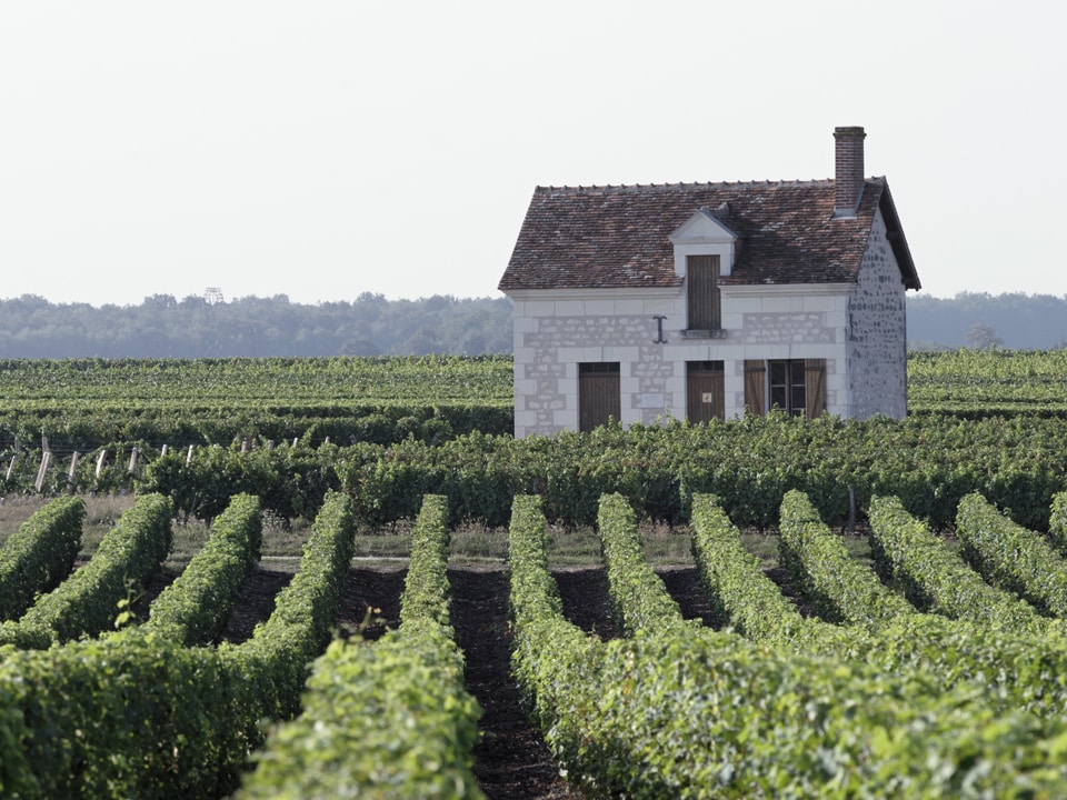 Vignoble de Valencay