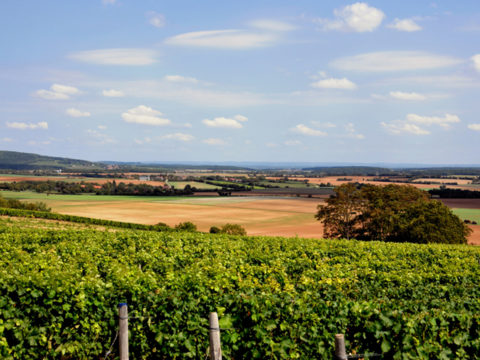 Vignoble du Quincy