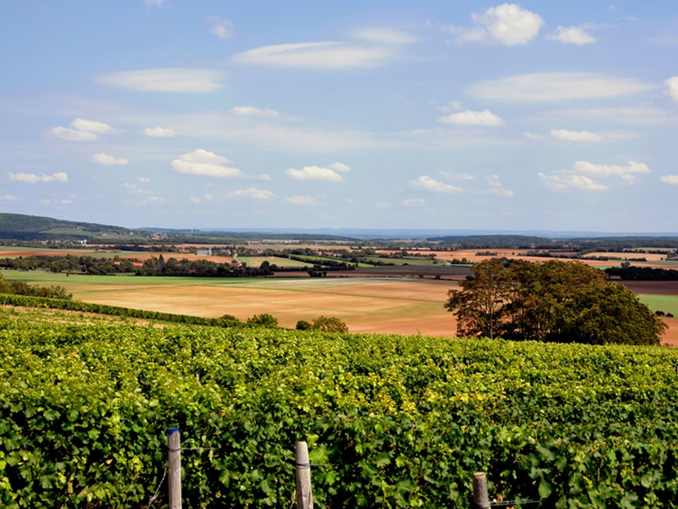 Vignoble du Quincy